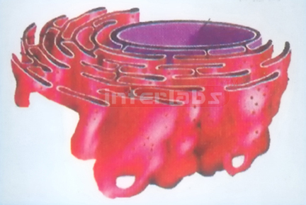 DELUXE HUMAN GRANULAR ENDOPLASMIC RETICULUM GER MODEL